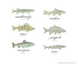 Ontario fish - Ojibwe names