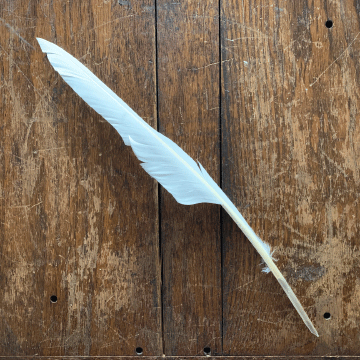 White Goose Quill - Cut for writing